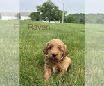 Small #15 Goldendoodle (Miniature)