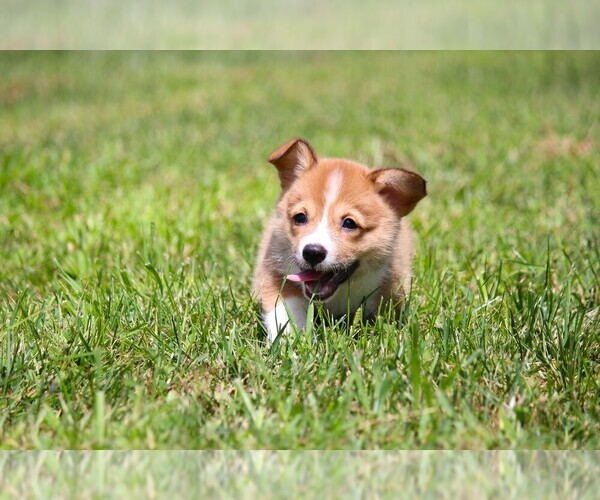 Medium Photo #8 Pembroke Welsh Corgi Puppy For Sale in FORT MADISON, IA, USA