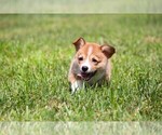 Small #7 Pembroke Welsh Corgi