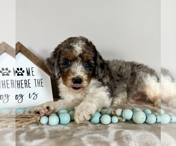 Medium Photo #2 Miniature Bernedoodle-Poodle (Miniature) Mix Puppy For Sale in INDIANAPOLIS, IN, USA