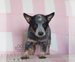 Australian Cattle Dog Puppy for sale in ATGLEN, PA, USA