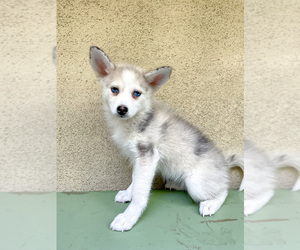 Pomsky Puppy for sale in HOLLYWOOD, CA, USA