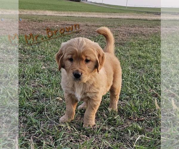 Medium Photo #1 Golden Retriever Puppy For Sale in MORRILL, KS, USA
