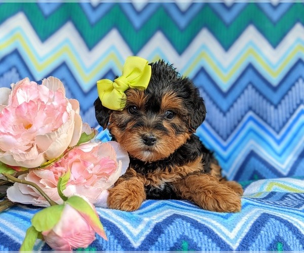 Medium Photo #4 Poodle (Miniature)-Shorkie Tzu Mix Puppy For Sale in CHRISTIANA, PA, USA
