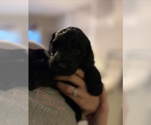 Goldendoodle Puppy for sale in ZEBULON, NC, USA