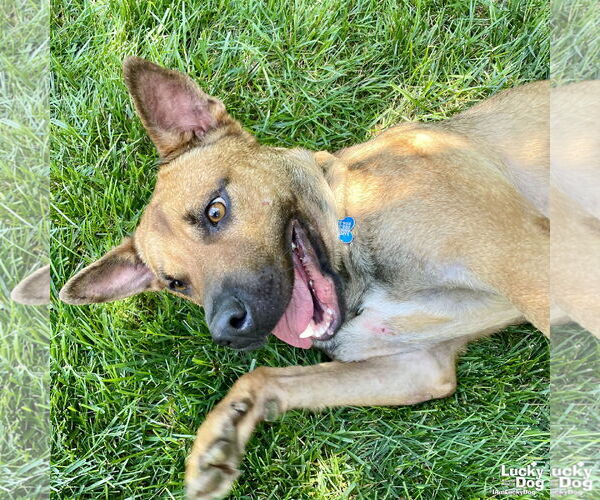 Medium Photo #3 Mutt Puppy For Sale in Washington, DC, USA