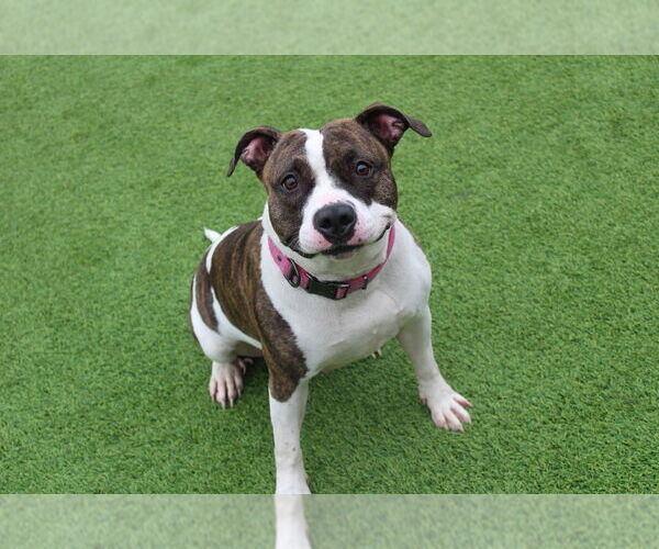 Medium Photo #1 Mutt Puppy For Sale in Chestertown, MD, USA