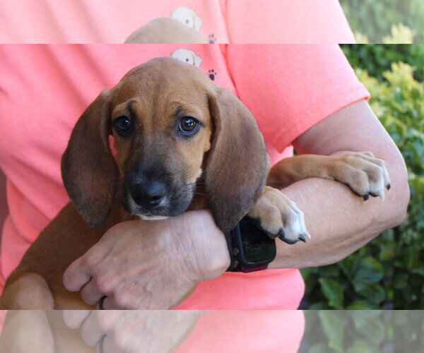 Medium Photo #3 Treeing Walker Coonhound-Unknown Mix Puppy For Sale in Prattville, AL, USA