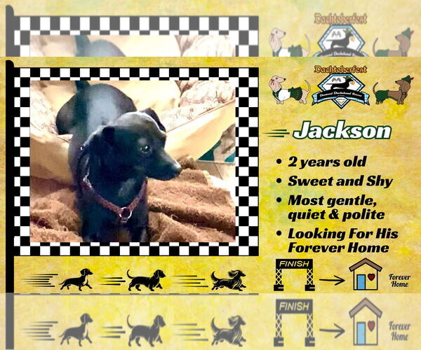 Medium Photo #7 Chiweenie Puppy For Sale in San Antonio, TX, USA