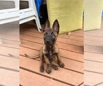 Small #4 Mutt