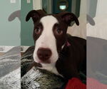 Small #43 American Pit Bull Terrier-Labrador Retriever Mix