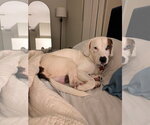 Small Photo #3 Beagle-Unknown Mix Puppy For Sale in Tampa, FL, USA