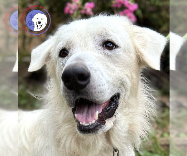 Medium Photo #1 Great Pyrenees Puppy For Sale in Spring, TX, USA