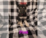 Small Photo #8 German Shepherd Dog Puppy For Sale in HARRISONVILLE, MO, USA