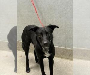 Labrador Retriever-Unknown Mix Dogs for adoption in Las Vegas, NV, USA