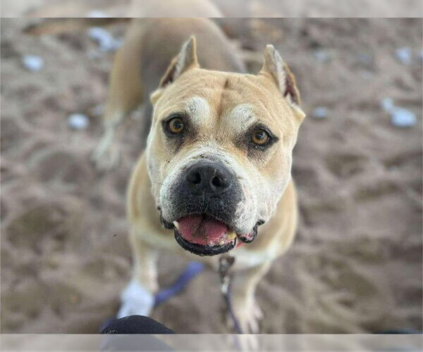 Medium Photo #2 American Bulldog-Unknown Mix Puppy For Sale in Tavares, FL, USA