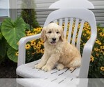 Small Photo #14 Goldendoodle Puppy For Sale in SEBRING, OH, USA