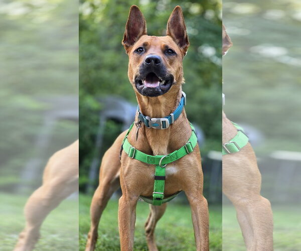Medium Photo #8 Mutt Puppy For Sale in Clarkston, MI, USA