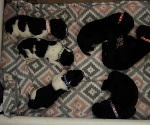 Newfoundland Puppy for sale in CHESTERFIELD, VA, USA