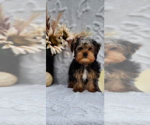 Yorkshire Terrier Puppy for sale in INDIANAPOLIS, IN, USA