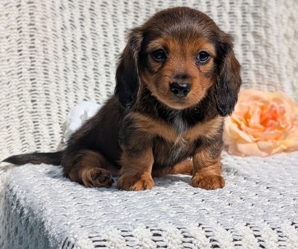 Medium Photo #2 Dachshund Puppy For Sale in GOSHEN, IN, USA