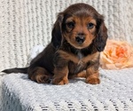 Small Photo #30 Dachshund Puppy For Sale in GOSHEN, IN, USA