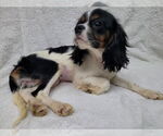 Small #1 Cavalier King Charles Spaniel