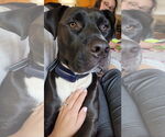 Small Labrador Retriever Mix