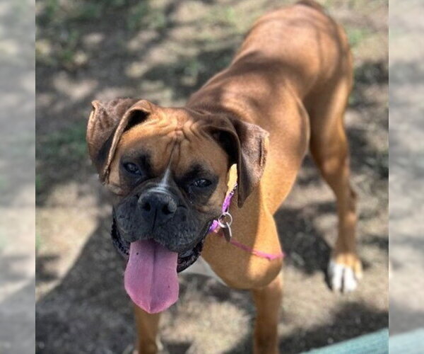 Medium Photo #1 Boxer Puppy For Sale in Aurora, CO, USA