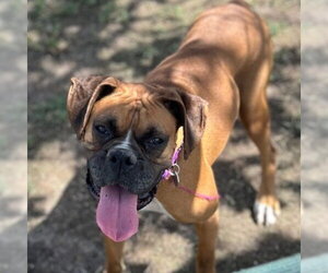 Boxer Dogs for adoption in Aurora, CO, USA