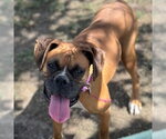 Small Boxer