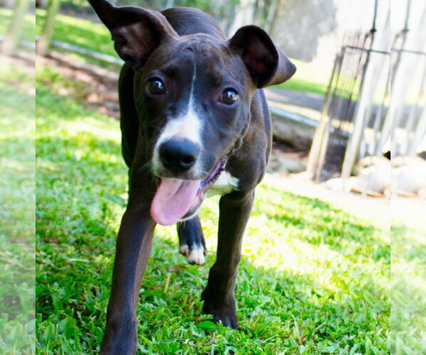 Medium Photo #4 Mutt Puppy For Sale in Canton, CT, USA