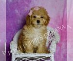 Small Photo #94 Maltipoo (Miniature) Puppy For Sale in WARSAW, IN, USA