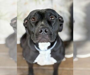 Mutt Dogs for adoption in Martinsburg, WV, USA