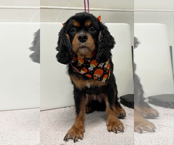 Medium Photo #1 Cavalier King Charles Spaniel Puppy For Sale in Sioux Falls, SD, USA