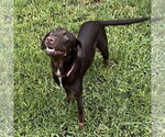 Small Photo #5 Doberman Pinscher-Unknown Mix Puppy For Sale in Fort Worth, TX, USA