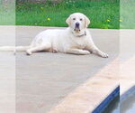 Small #5 Great Pyrenees