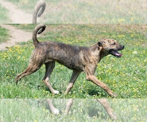 Plott Hound-Unknown Mix Dogs for adoption in Minneapolis, MN, USA