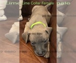 Puppy Lime Collar F Cane Corso