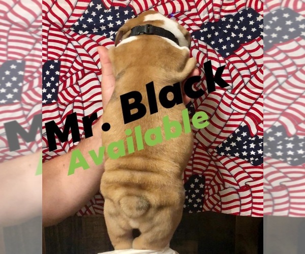 Medium Photo #2 Olde English Bulldogge Puppy For Sale in BOERNE, TX, USA