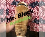 Small Photo #2 Olde English Bulldogge Puppy For Sale in BOERNE, TX, USA