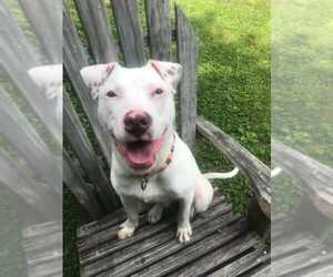 American Staffordshire Terrier-Unknown Mix Dogs for adoption in Arlington, VA, USA