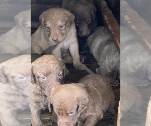 Chesapeake Bay Retriever Puppy for sale in SALEMBURG, NC, USA