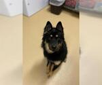Small #2 German Shepherd Dog Mix