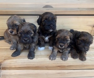 Havanese Puppy for sale in EVERETT, WA, USA