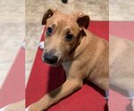 Small Photo #5 Sheprador Puppy For Sale in Redmond, WA, USA