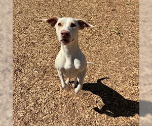 Labrador Retriever-Unknown Mix Dogs for adoption in Sparta, TN, USA