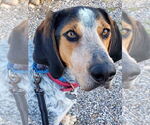 Small #1 Bluetick Coonhound