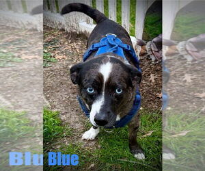 Beagle-Chihuahua Mix Dogs for adoption in Berlin, MD, USA