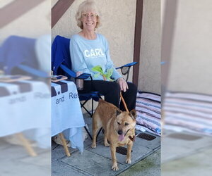 Roxie - Female Mutt Dog for Adoption - Photo #7